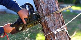 Best Leaf Removal  in Chadds Ford, PA