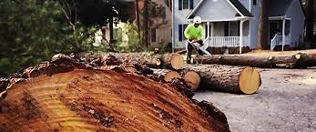 Reliable Chadds Ford, PA Tree Care Solutions