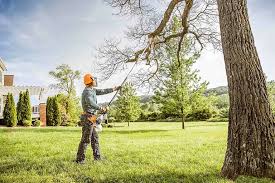 Best Root Management and Removal  in Chadds Ford, PA