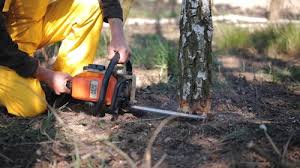 Best Grass Overseeding  in Chadds Ford, PA