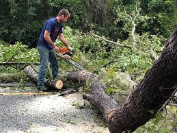 Best Palm Tree Trimming  in Chadds Ford, PA