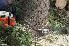 How Our Tree Care Process Works  in  Chadds Ford, PA
