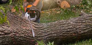 Best Tree Mulching  in Chadds Ford, PA