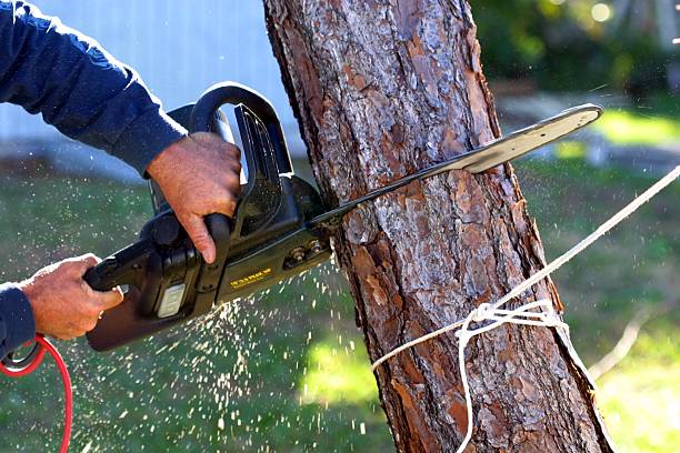 Best Lawn Irrigation Installation and Maintenance  in Chadds Ford, PA