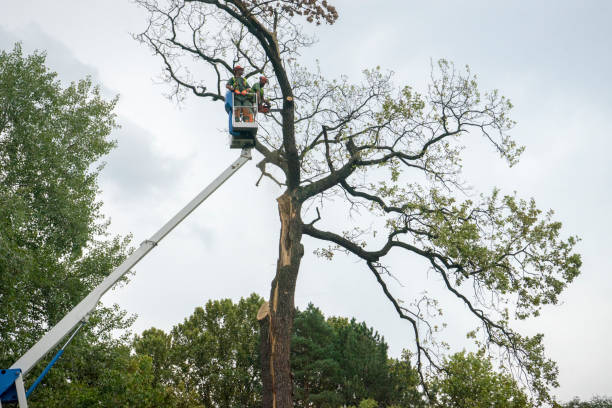 Best Hazardous Tree Removal  in Chadds Ford, PA