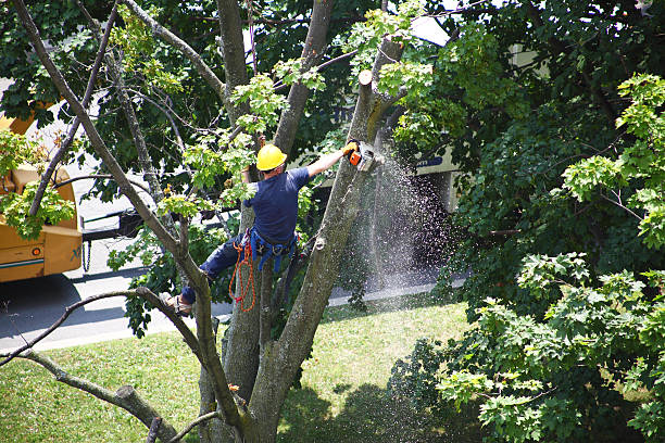 Best Tree Health Inspection  in Chadds Ford, PA