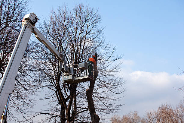Best Tree Maintenance Programs  in Chadds Ford, PA