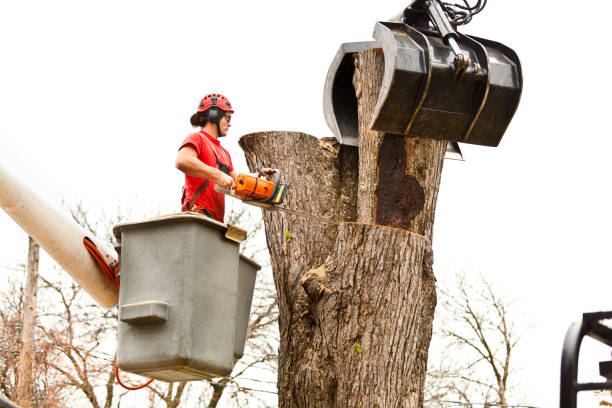 Best Arborist Consultation Services  in Chadds Ford, PA